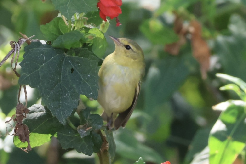 Червоїд світлобровий - ML645237282