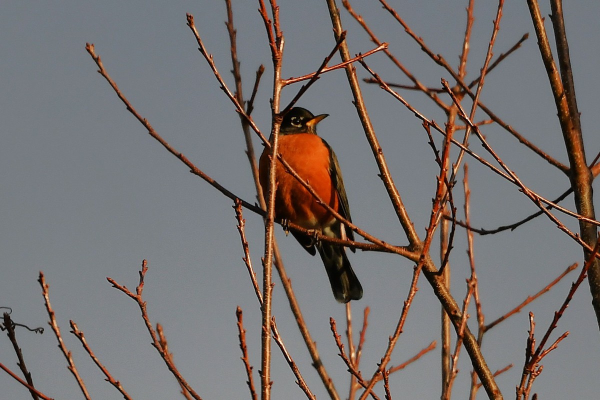 Странствующий дрозд - ML645237288