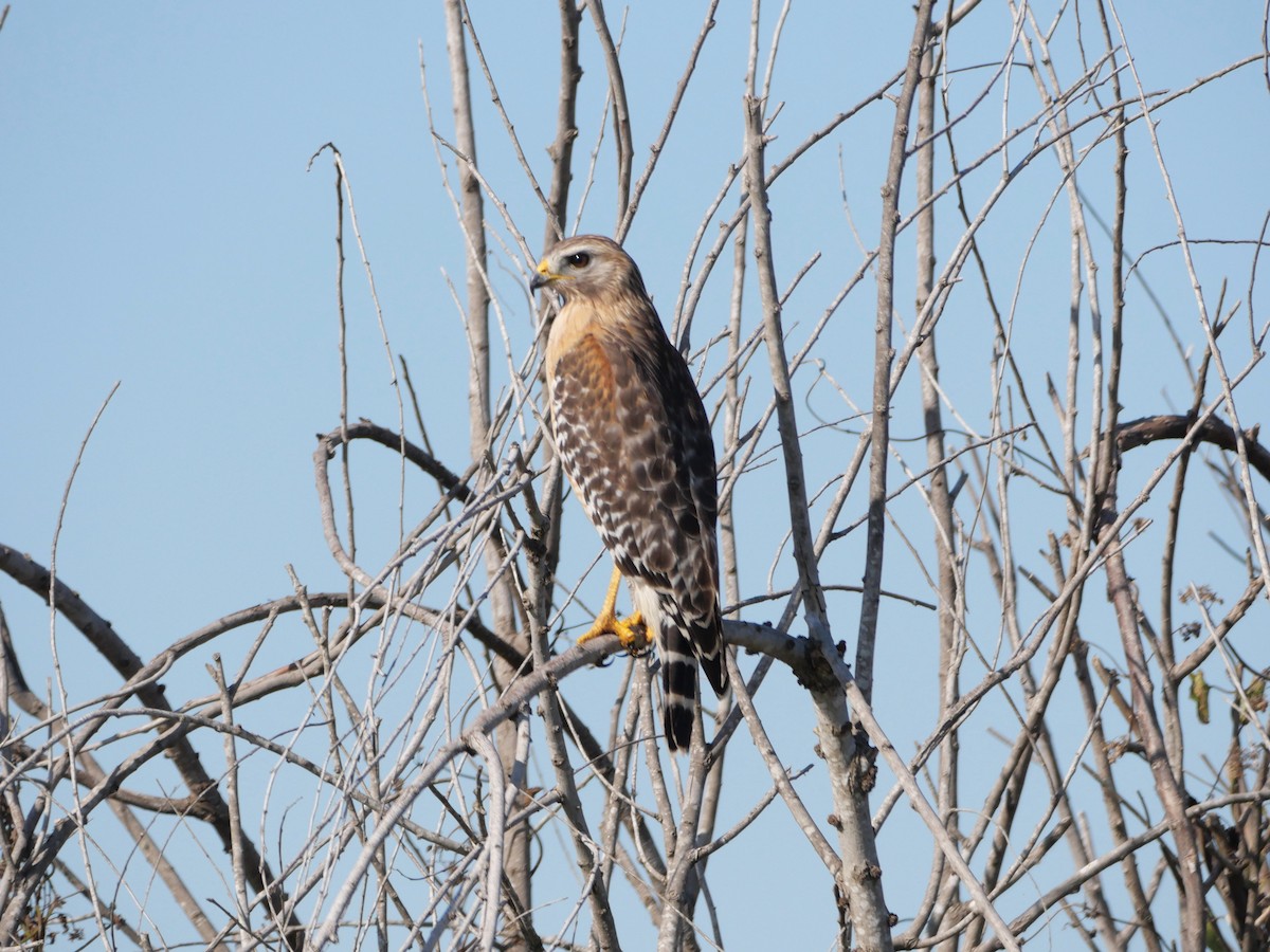 Red-shouldered Hawk - ML645237296