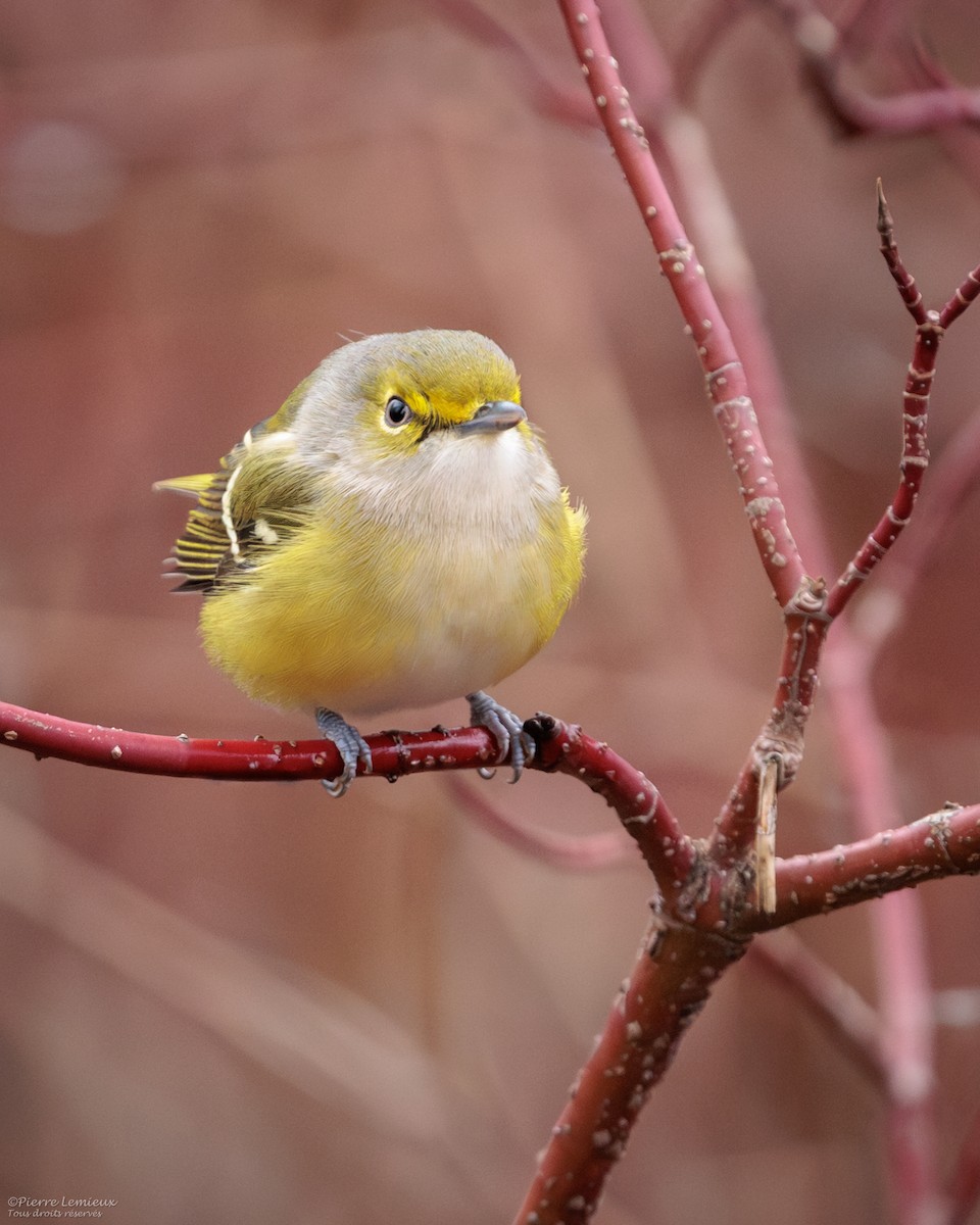 White-eyed Vireo - ML645237309
