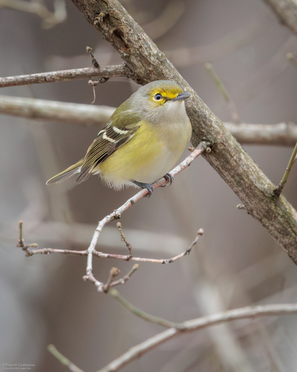 White-eyed Vireo - ML645237310