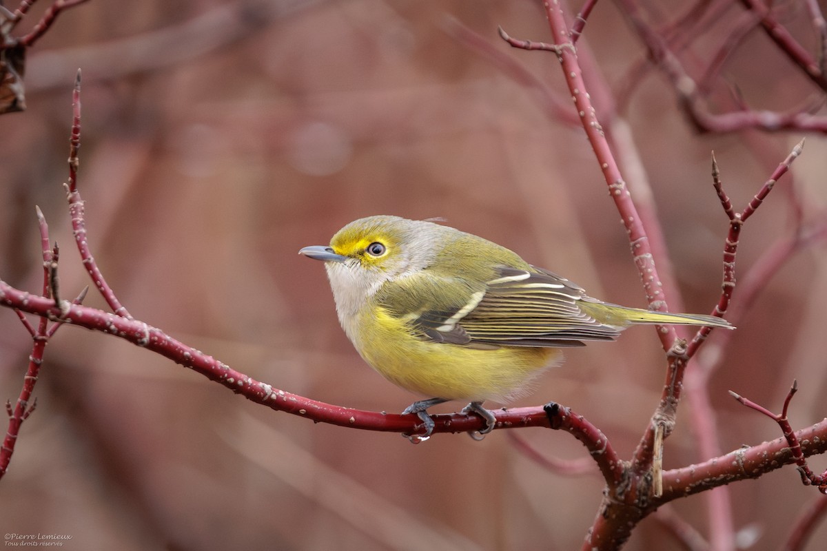 White-eyed Vireo - ML645237311