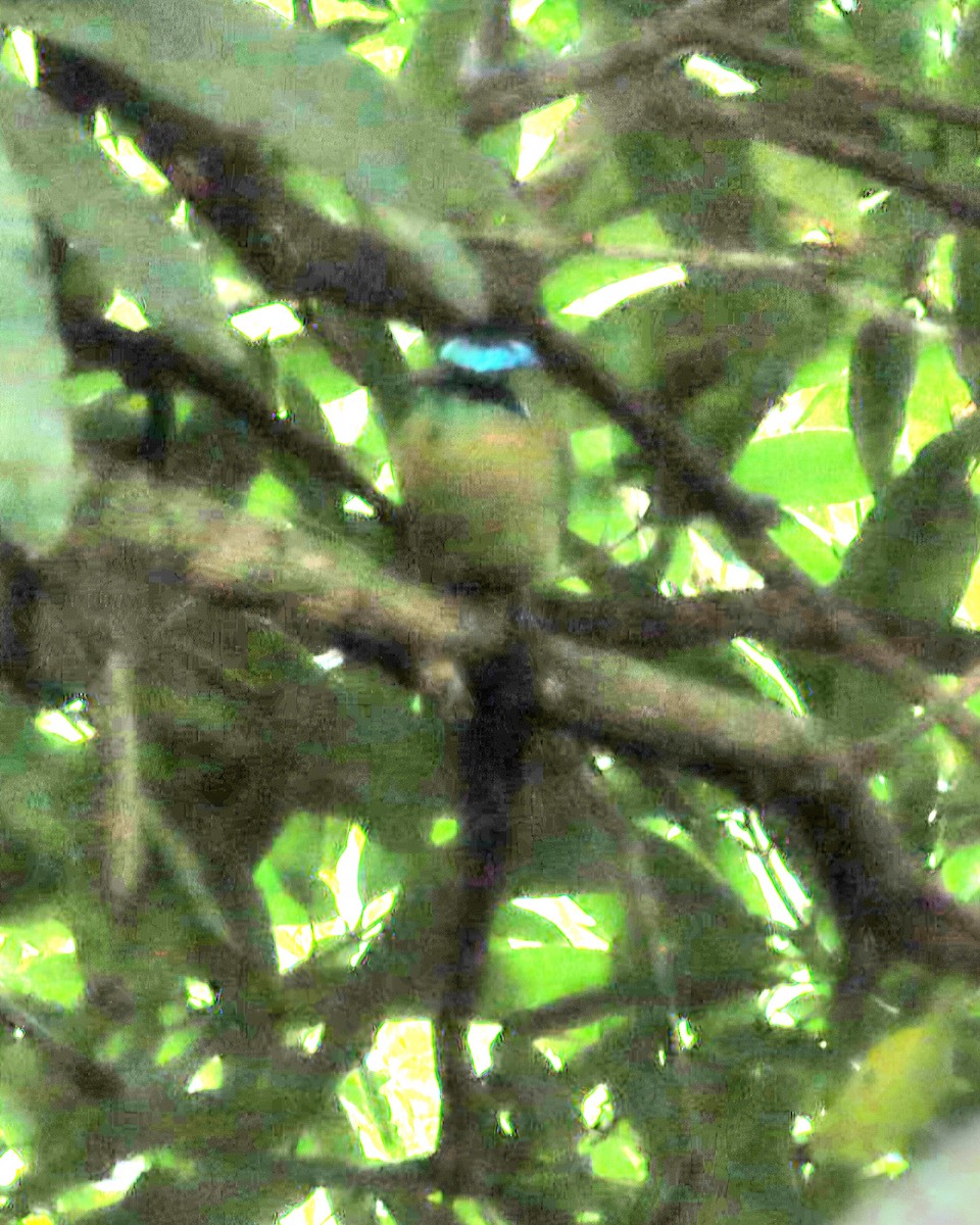 Lesson Motmotu - ML645237312