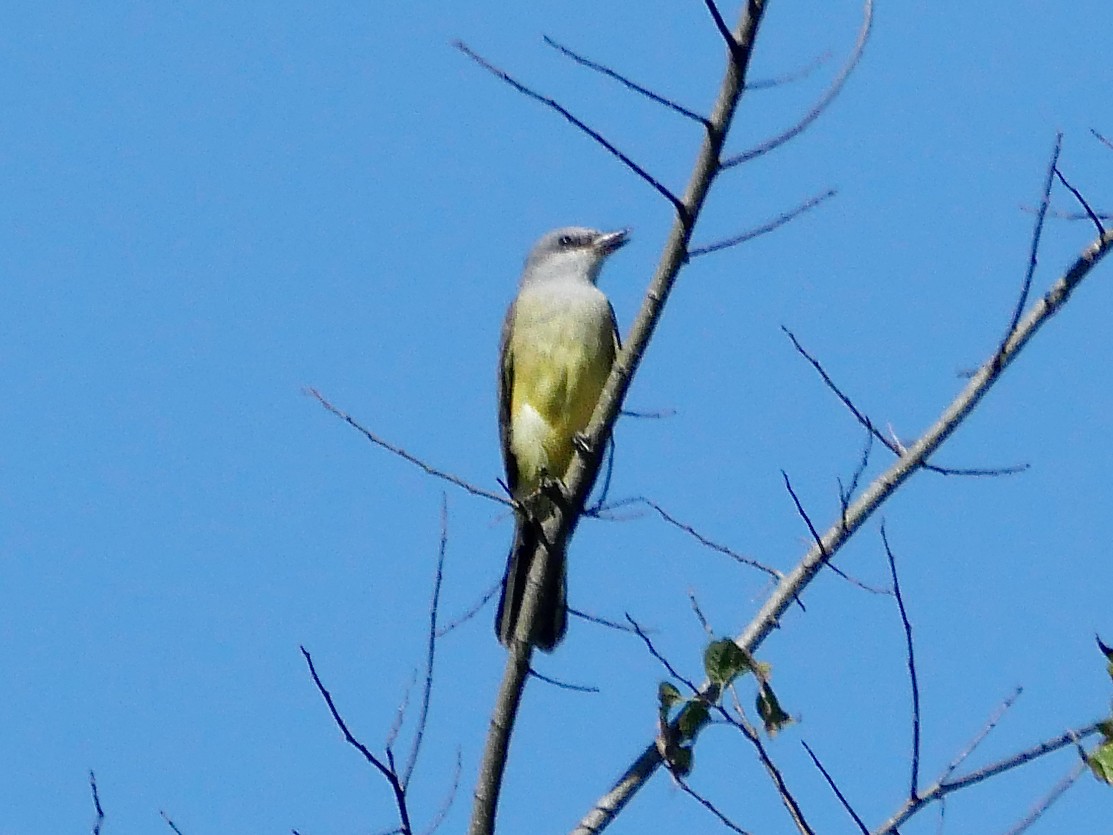 Western Kingbird - ML645237317