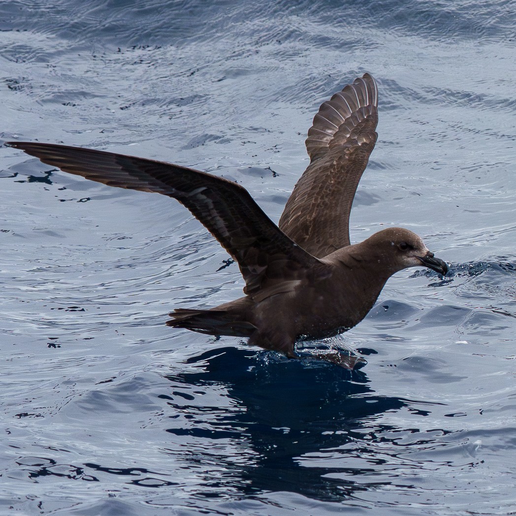 Gray-faced Petrel - ML645237322