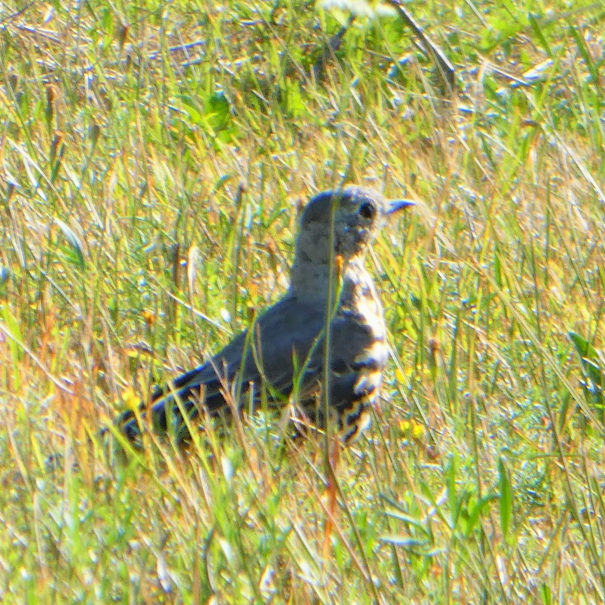 drozd brávník - ML645237325