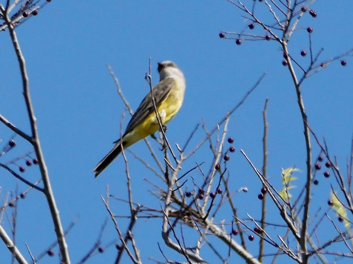 Western Kingbird - ML645237326