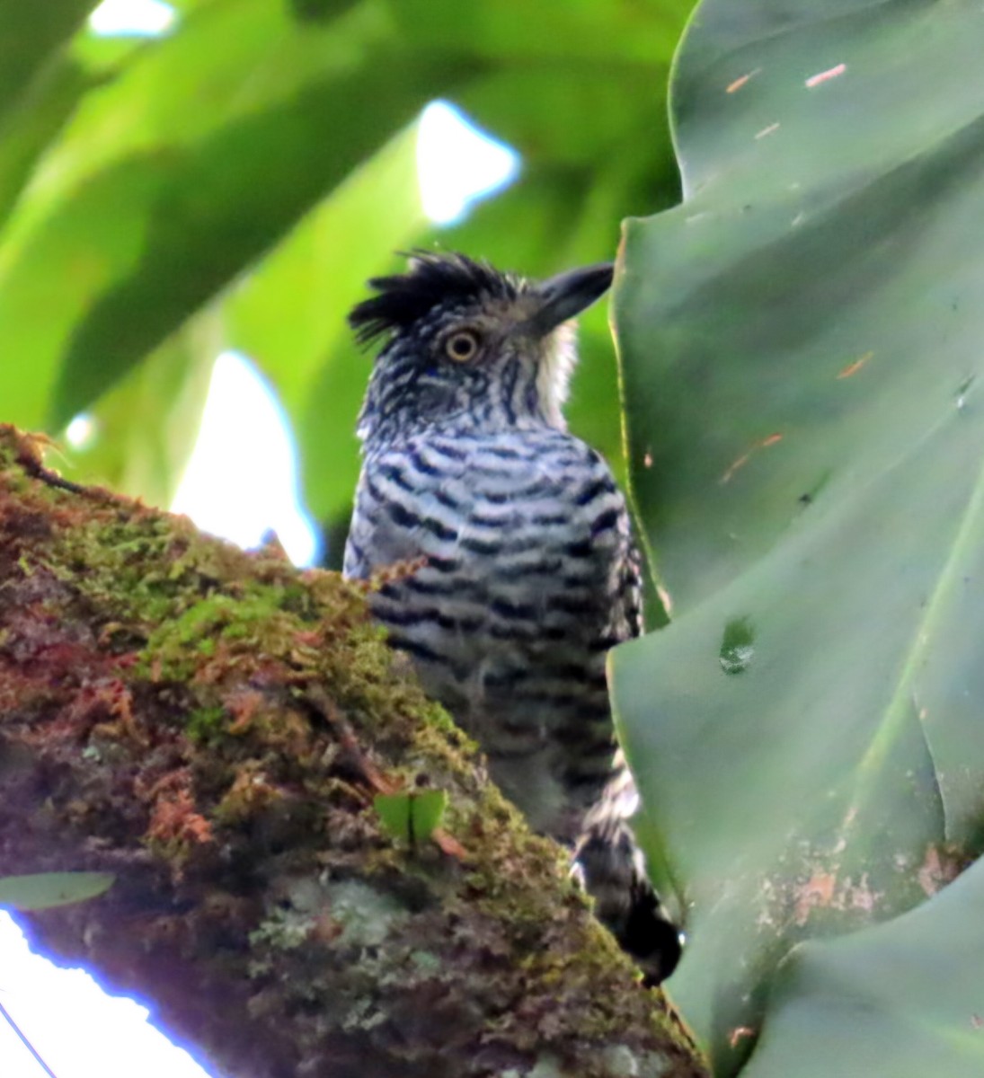 Barred Antshrike (Barred) - ML645237327
