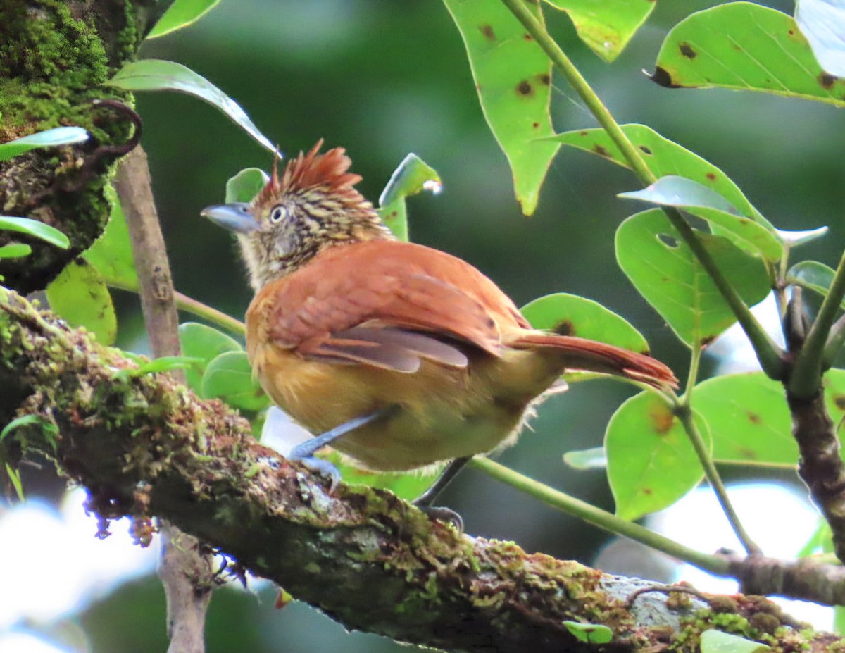 Barred Antshrike (Barred) - ML645237328