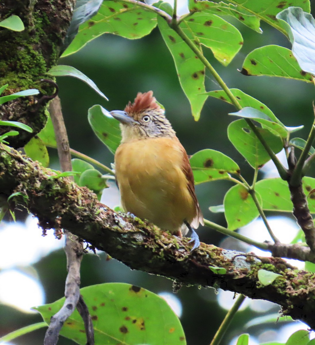 Barred Antshrike (Barred) - ML645237329