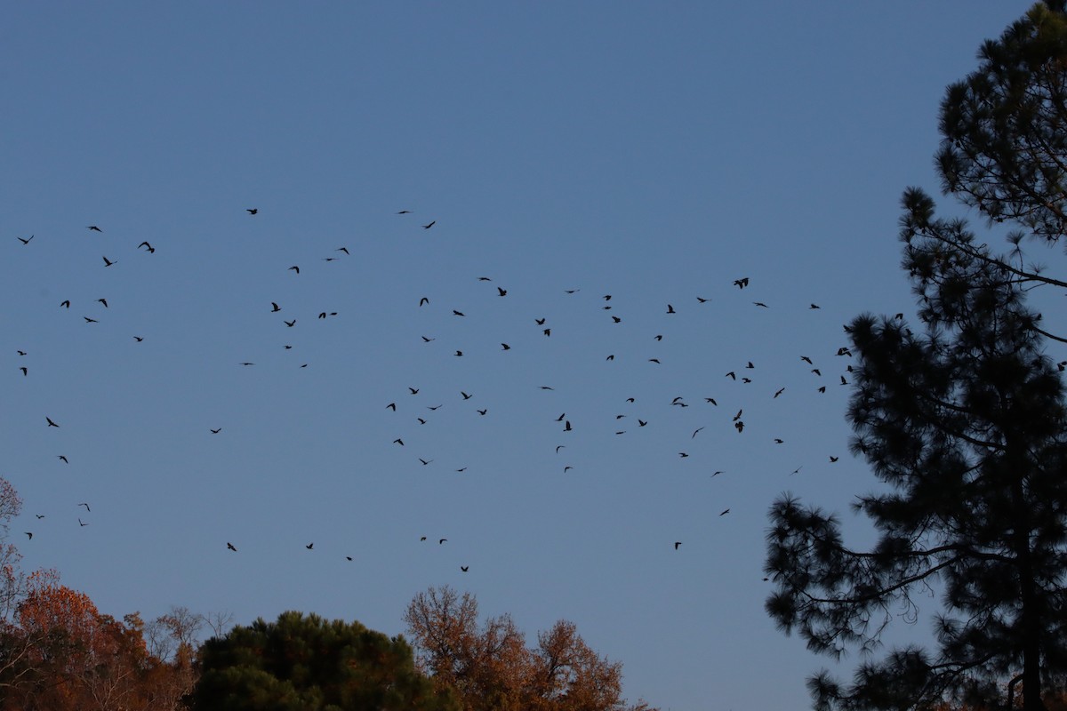 Balıkçı Karga - ML645237336