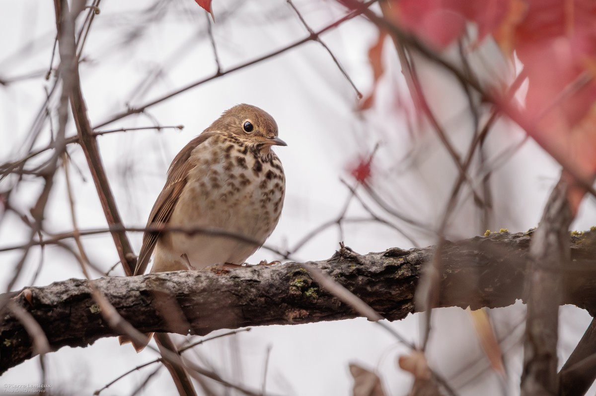 Hermit Thrush - ML645237337