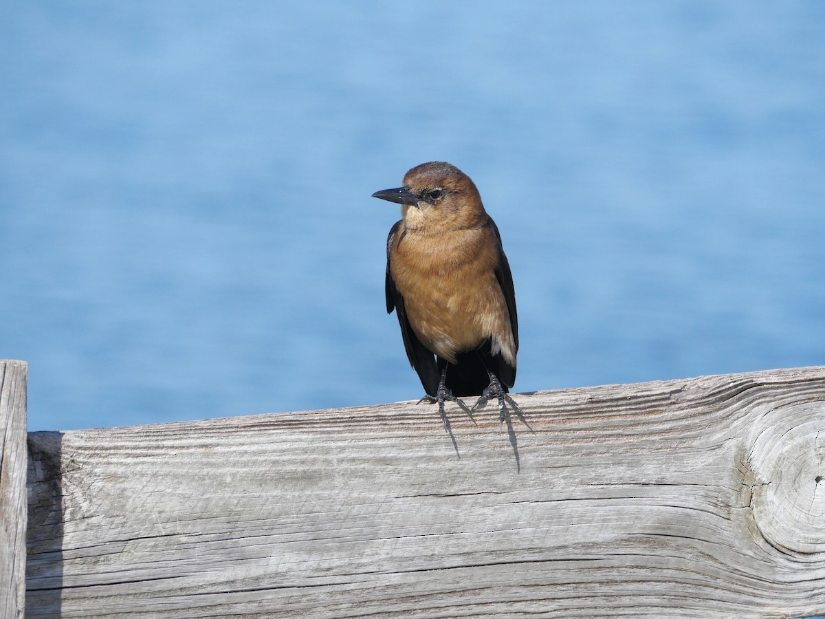 Boat-tailed Grackle - ML645237341