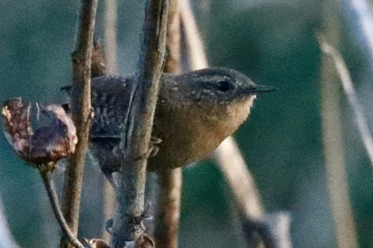 střízlík kanadský - ML645237342