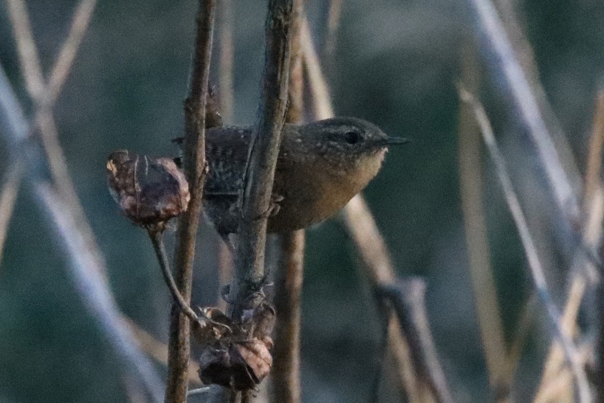 střízlík kanadský - ML645237343