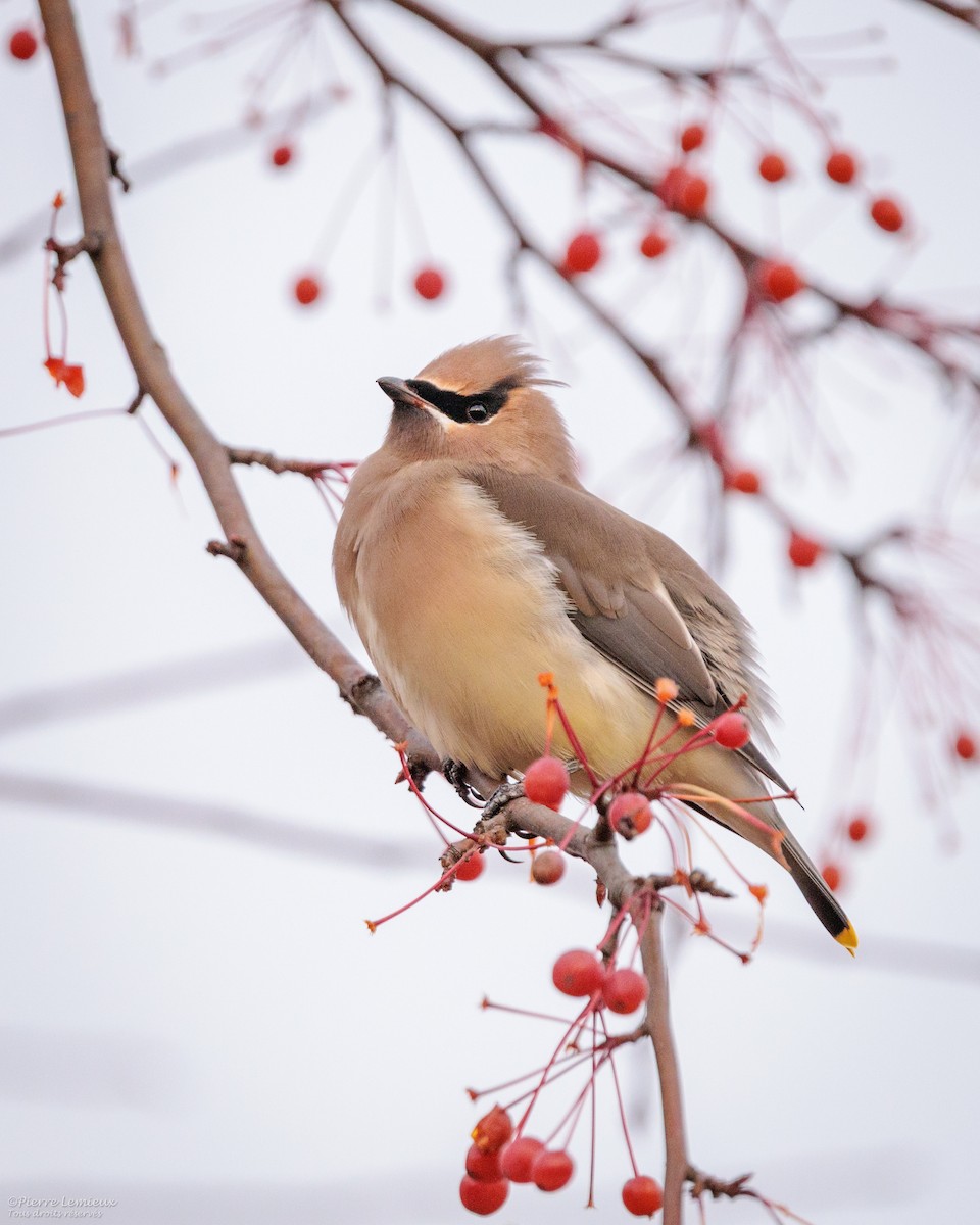 Cedar Waxwing - ML645237344