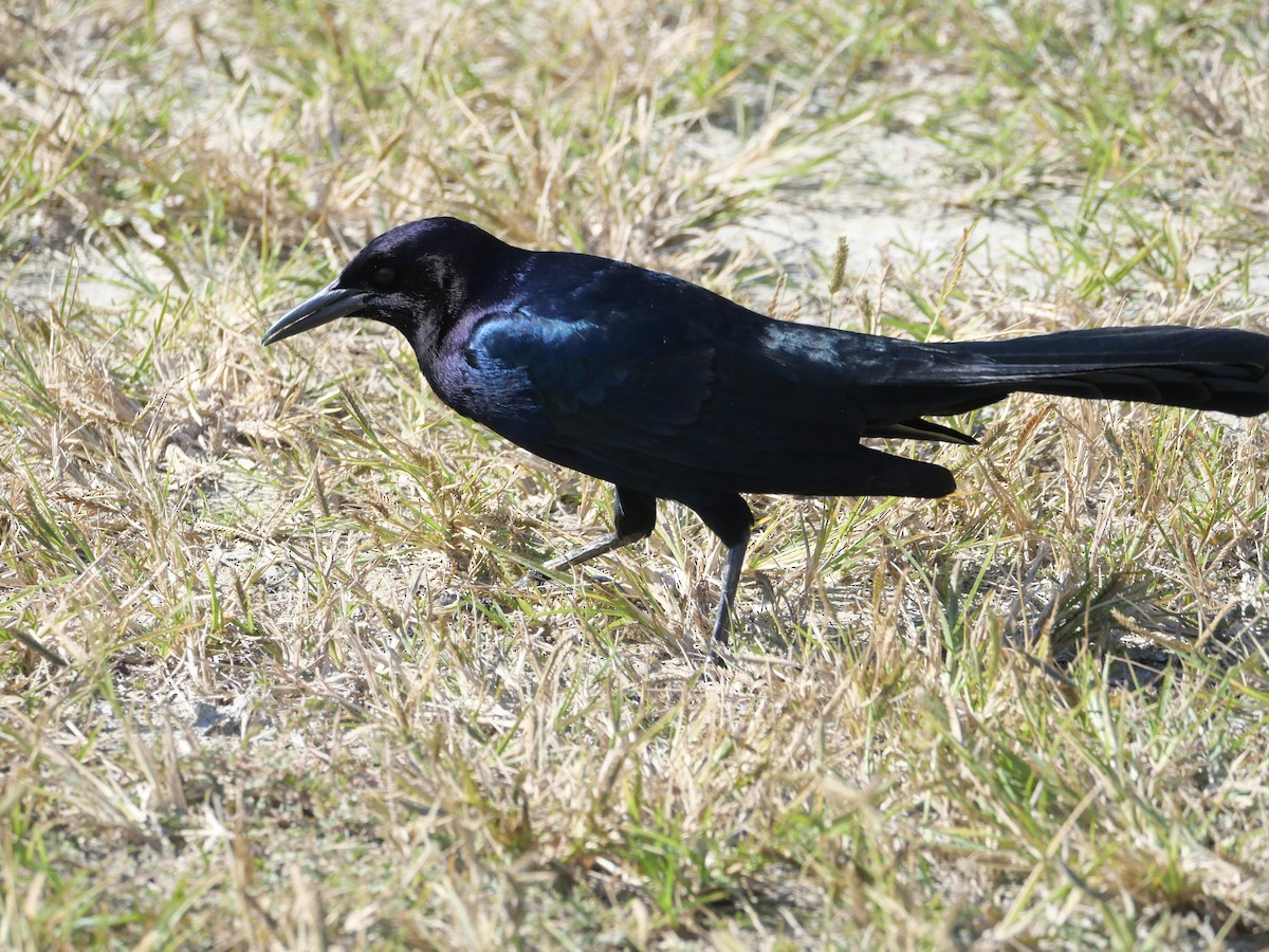 Boat-tailed Grackle - ML645237345