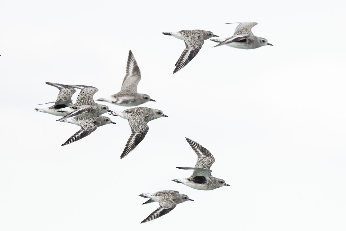 ダイゼン - ML645237350