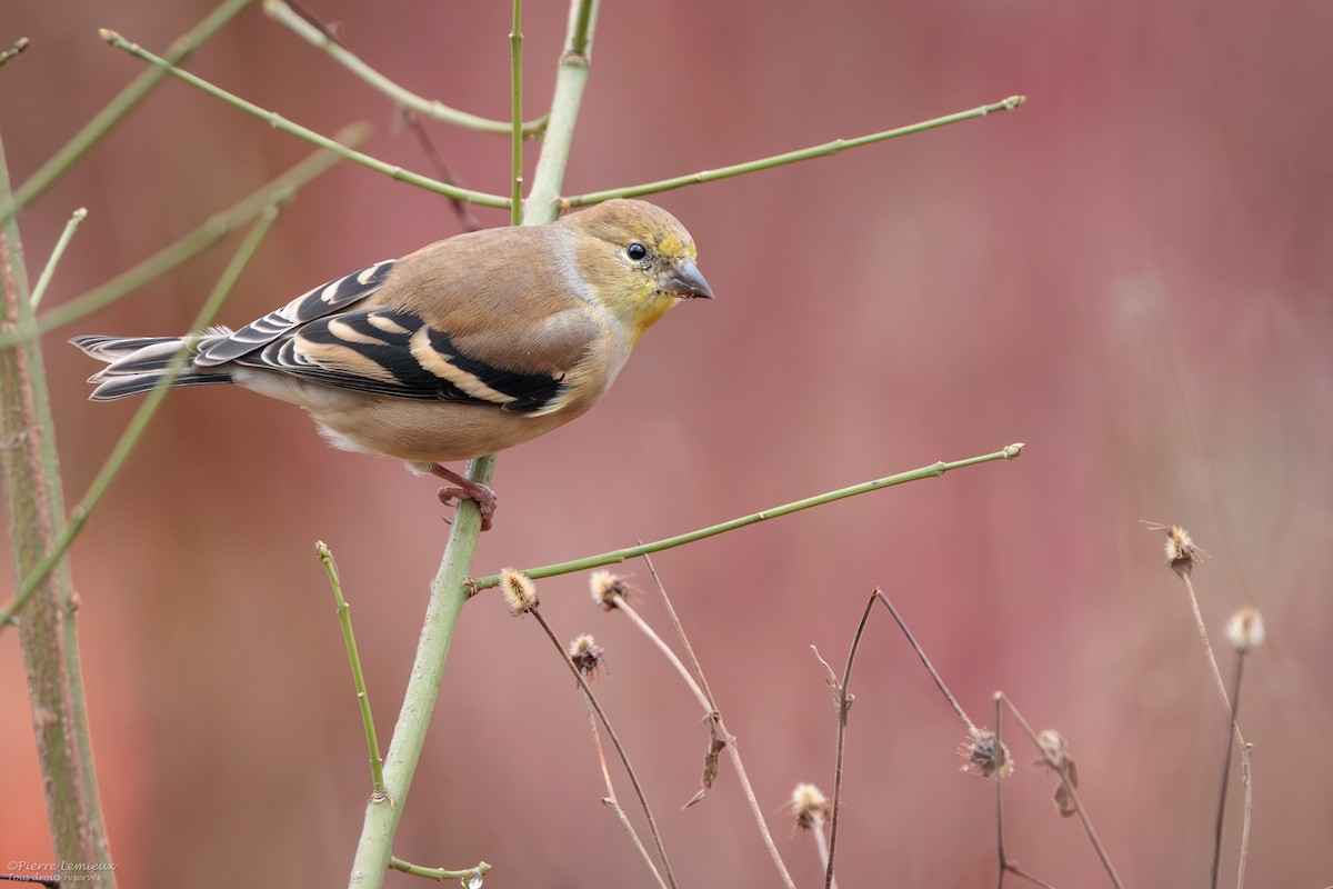American Goldfinch - ML645237351