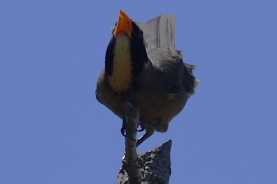 Golden-billed Saltator - ML645237353