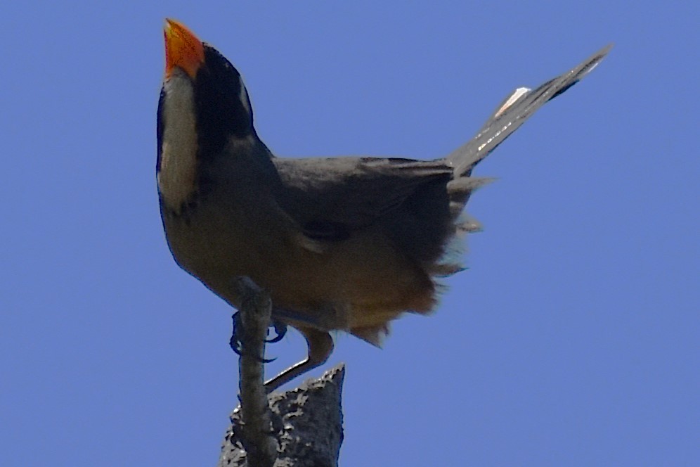 Golden-billed Saltator - ML645237354