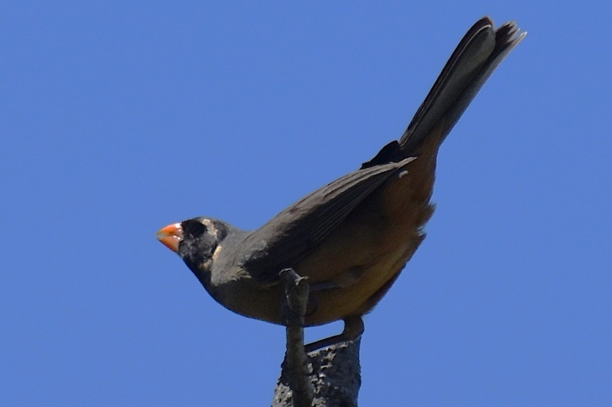 Golden-billed Saltator - ML645237356