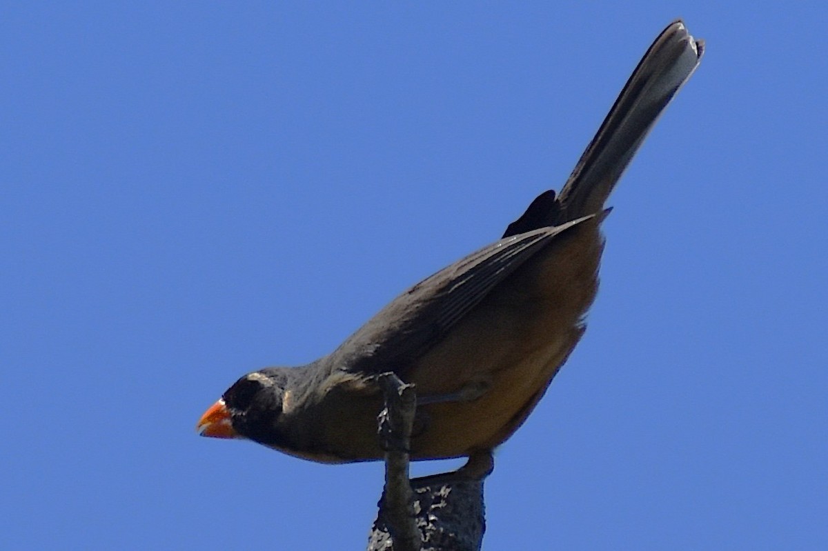 Golden-billed Saltator - ML645237357