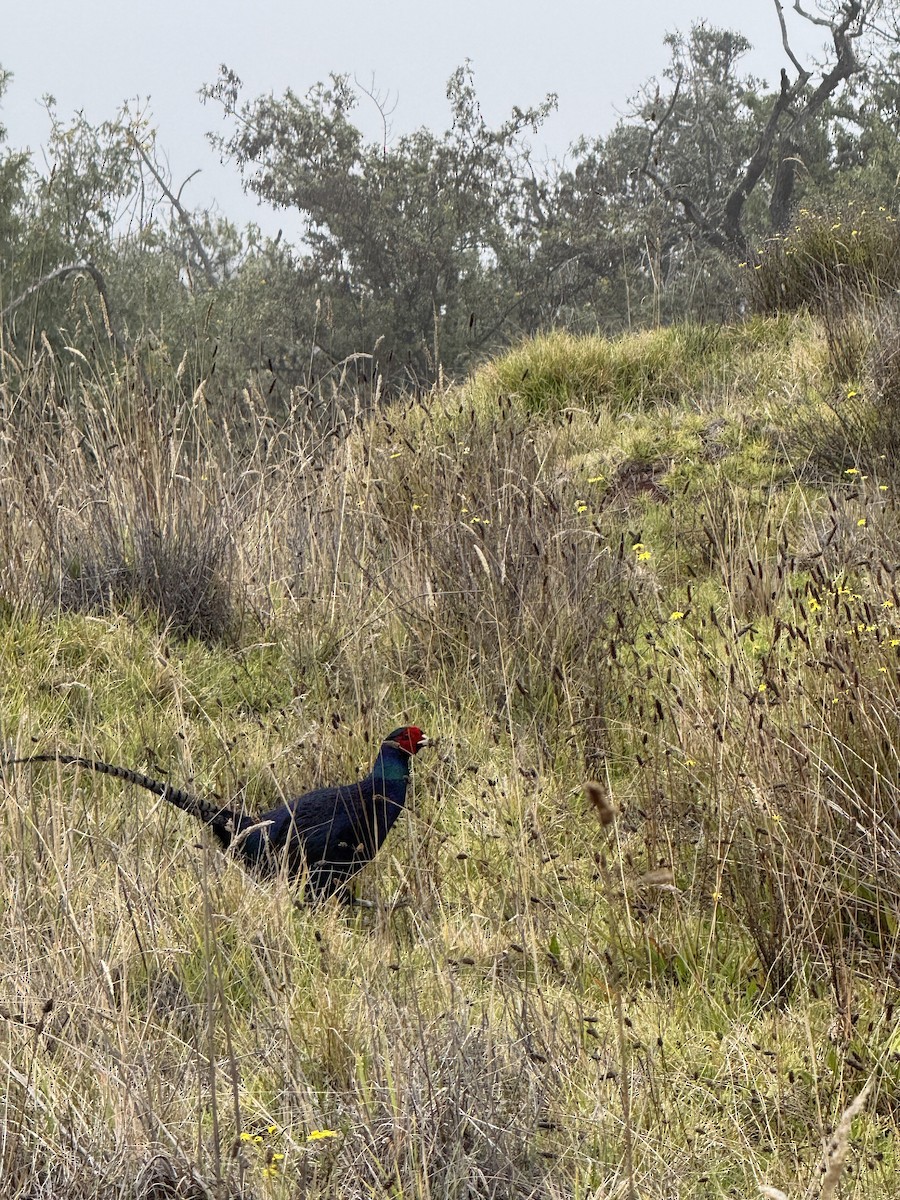 Ring-necked Pheasant (Domestic type) - ML645237359