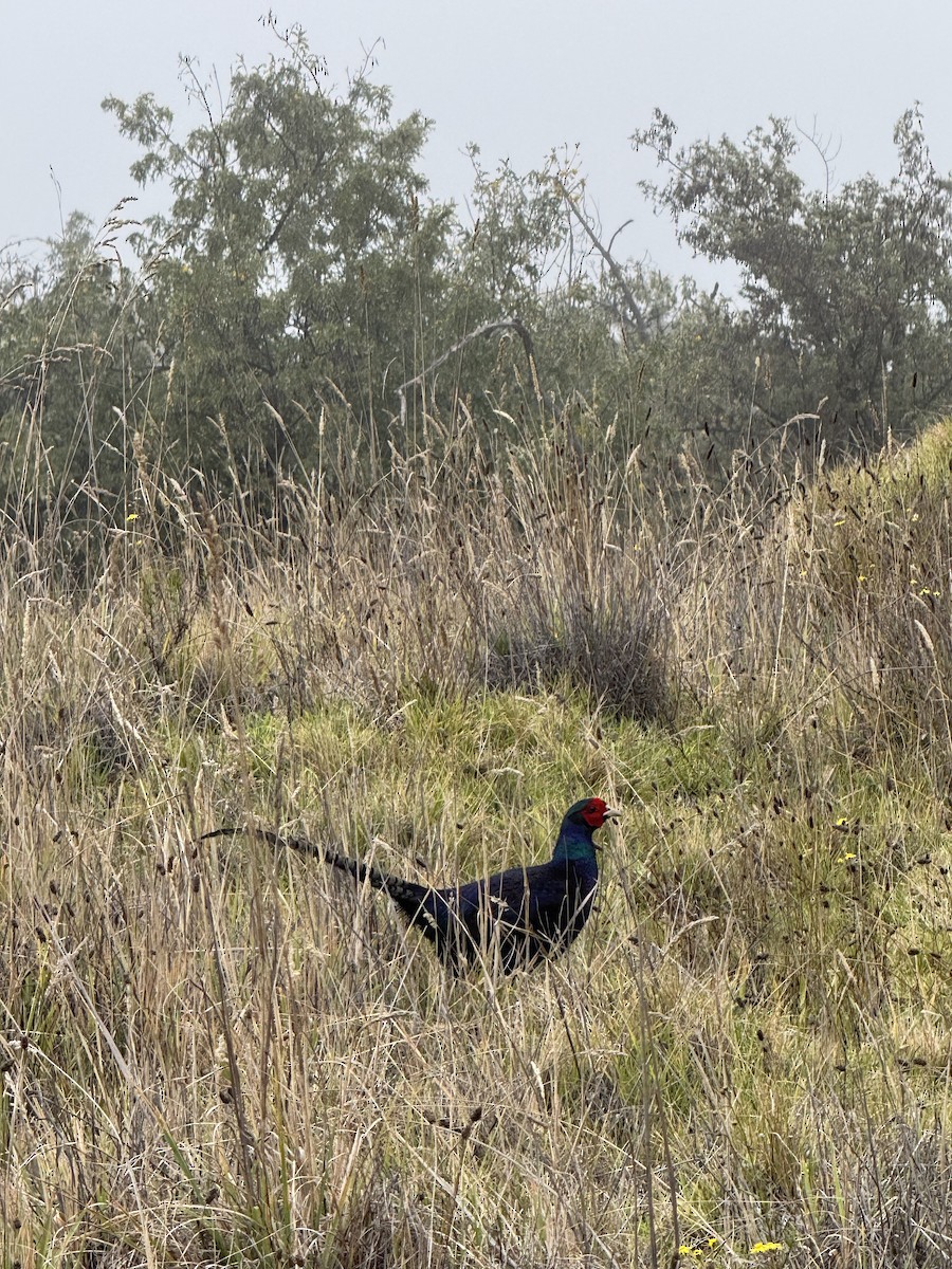 Ring-necked Pheasant (Domestic type) - ML645237361