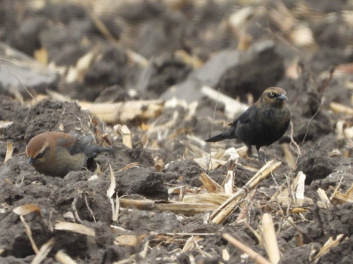 Rusty Blackbird - ML645237367