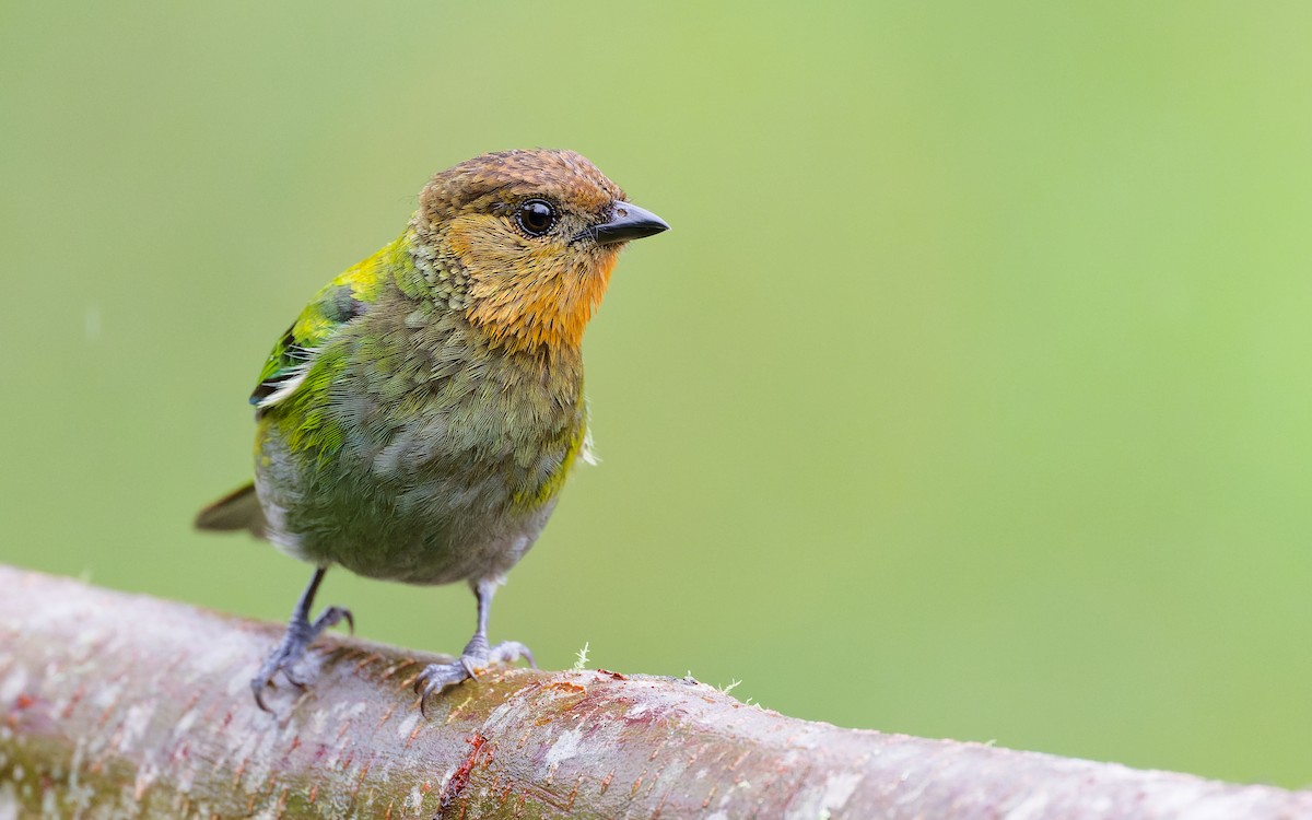 ギンイロフウキンチョウ - ML645237373