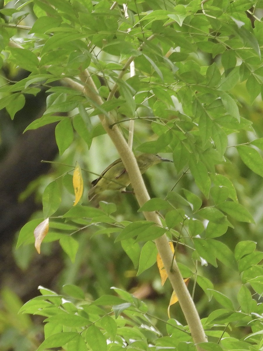 Red-legged Honeycreeper - ML645237380