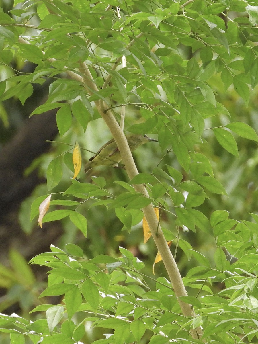 Red-legged Honeycreeper - ML645237382