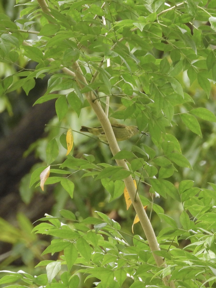 Red-legged Honeycreeper - ML645237383