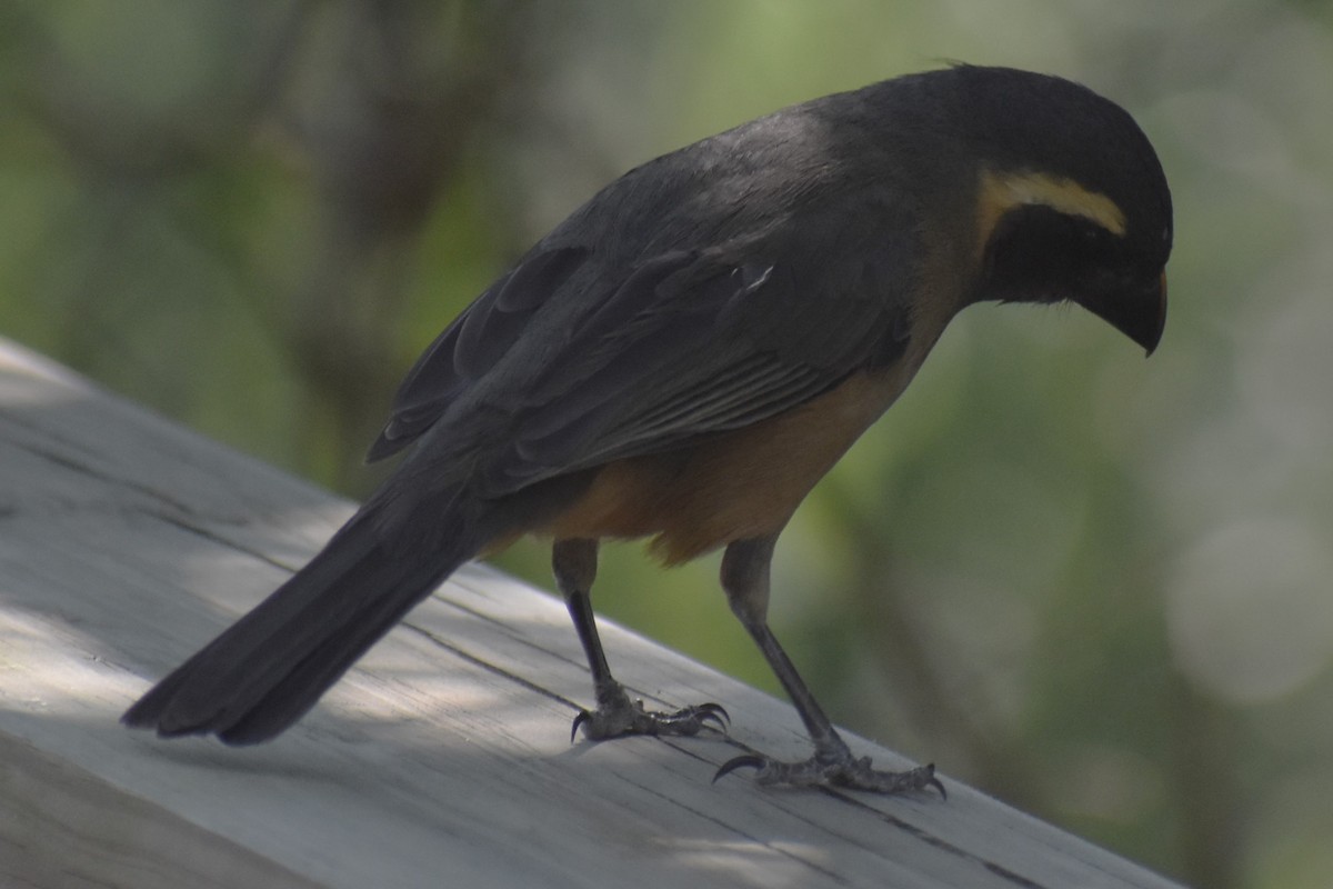 Golden-billed Saltator - ML645237389