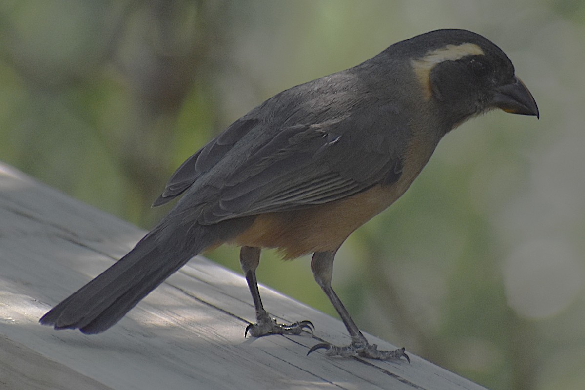 Golden-billed Saltator - ML645237390