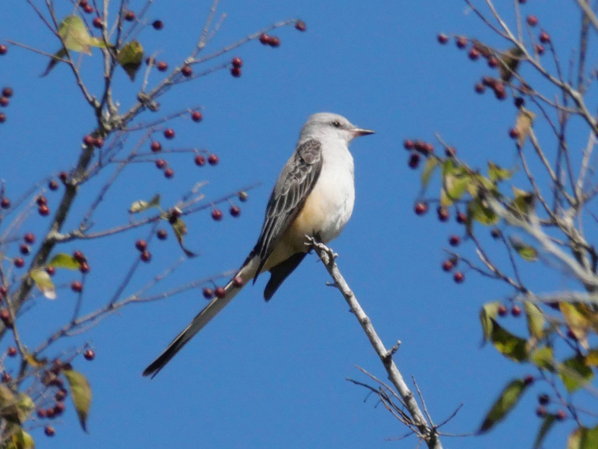 Scissor-tailed Flycatcher - ML645237391