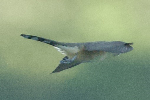 Dark-billed Cuckoo - ML645237393