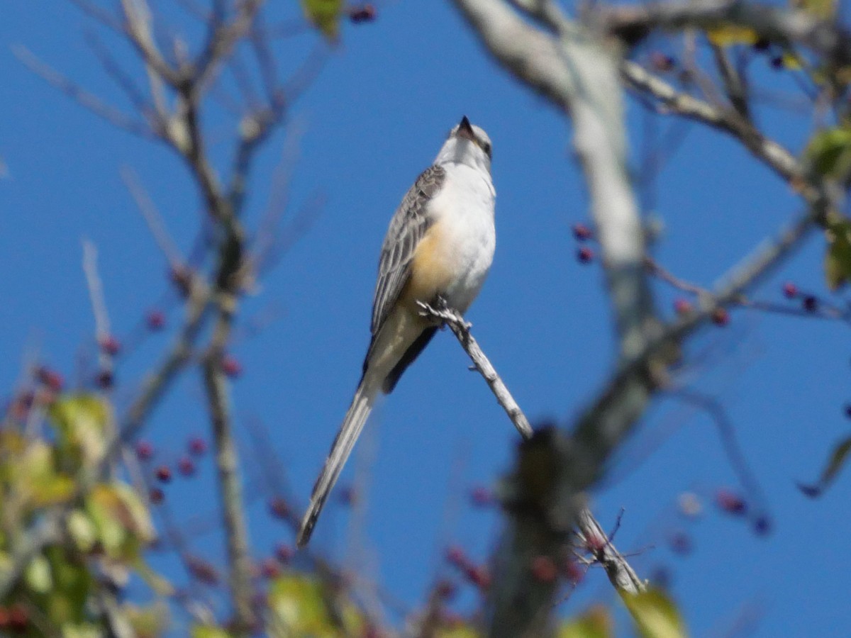Scissor-tailed Flycatcher - ML645237397