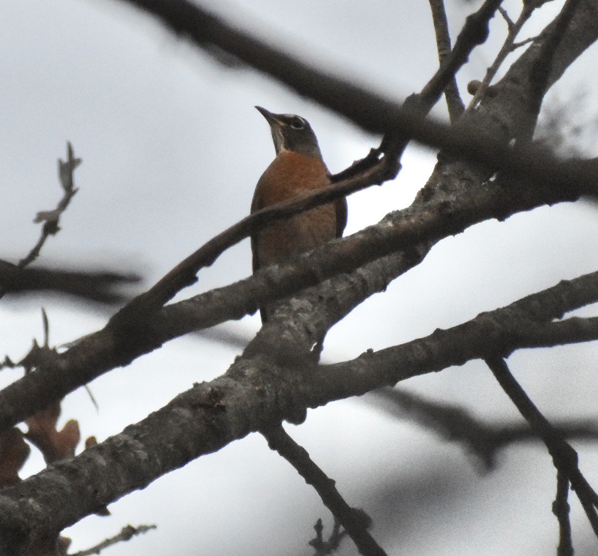 Странствующий дрозд - ML645237408