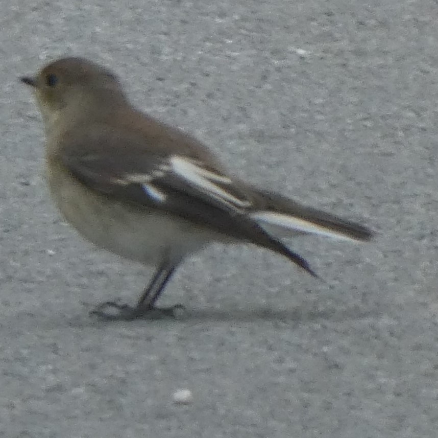 Euli-txori lepazuria - ML645237417