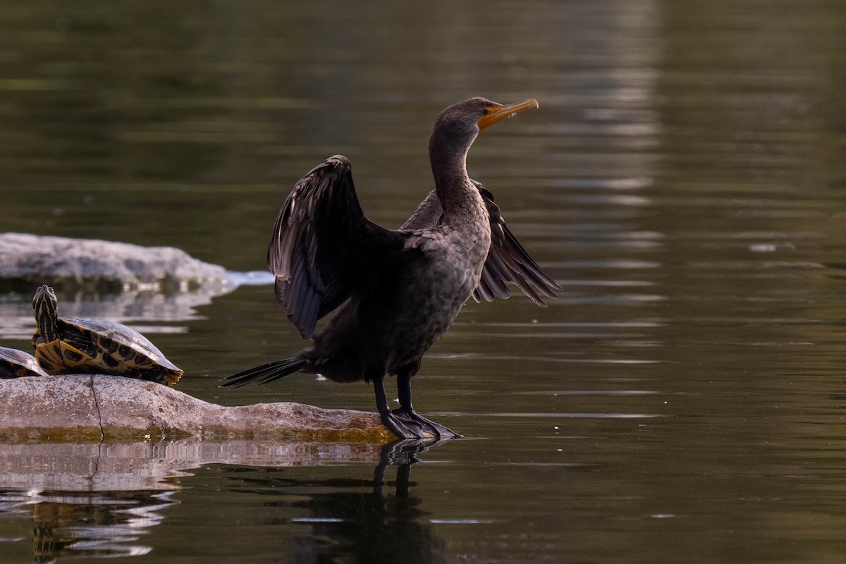 Cormorán Orejudo - ML645237418