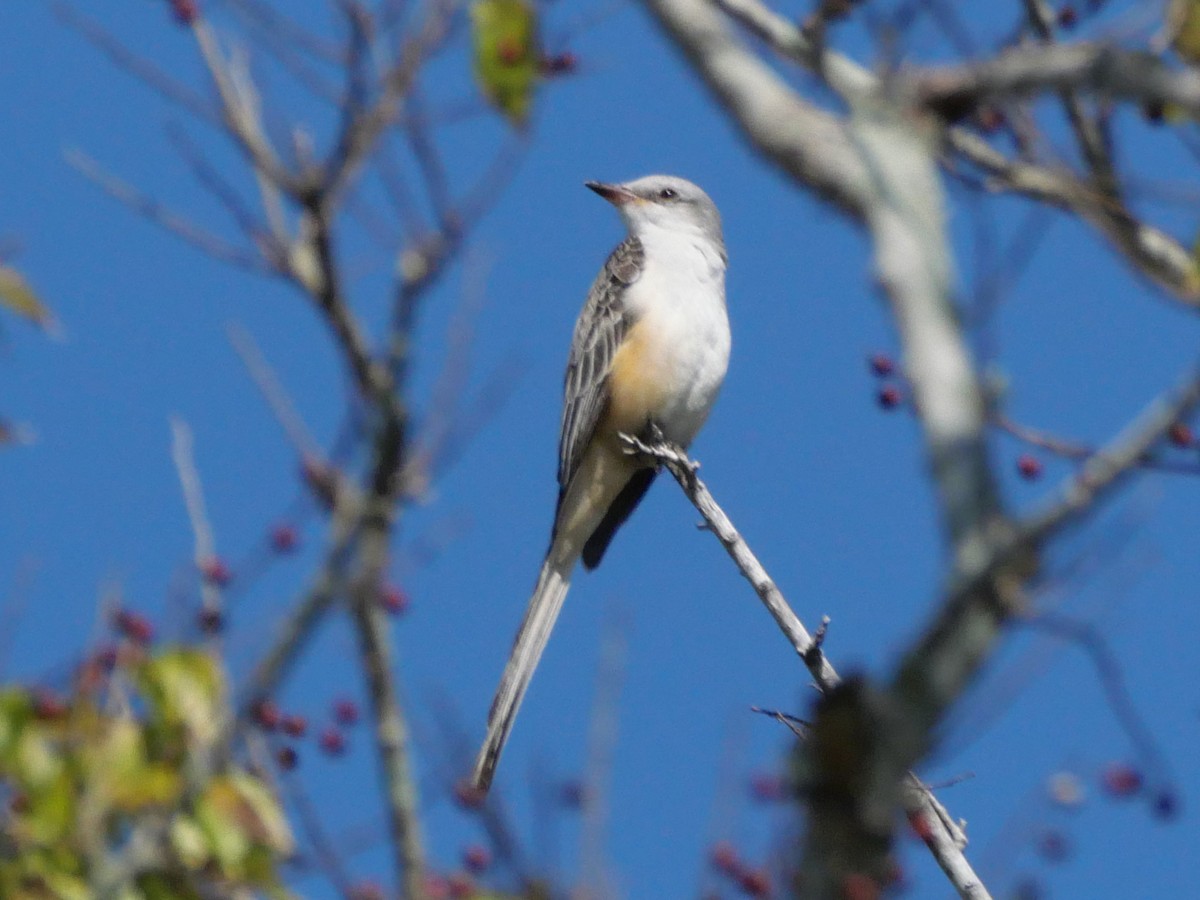Scissor-tailed Flycatcher - ML645237420