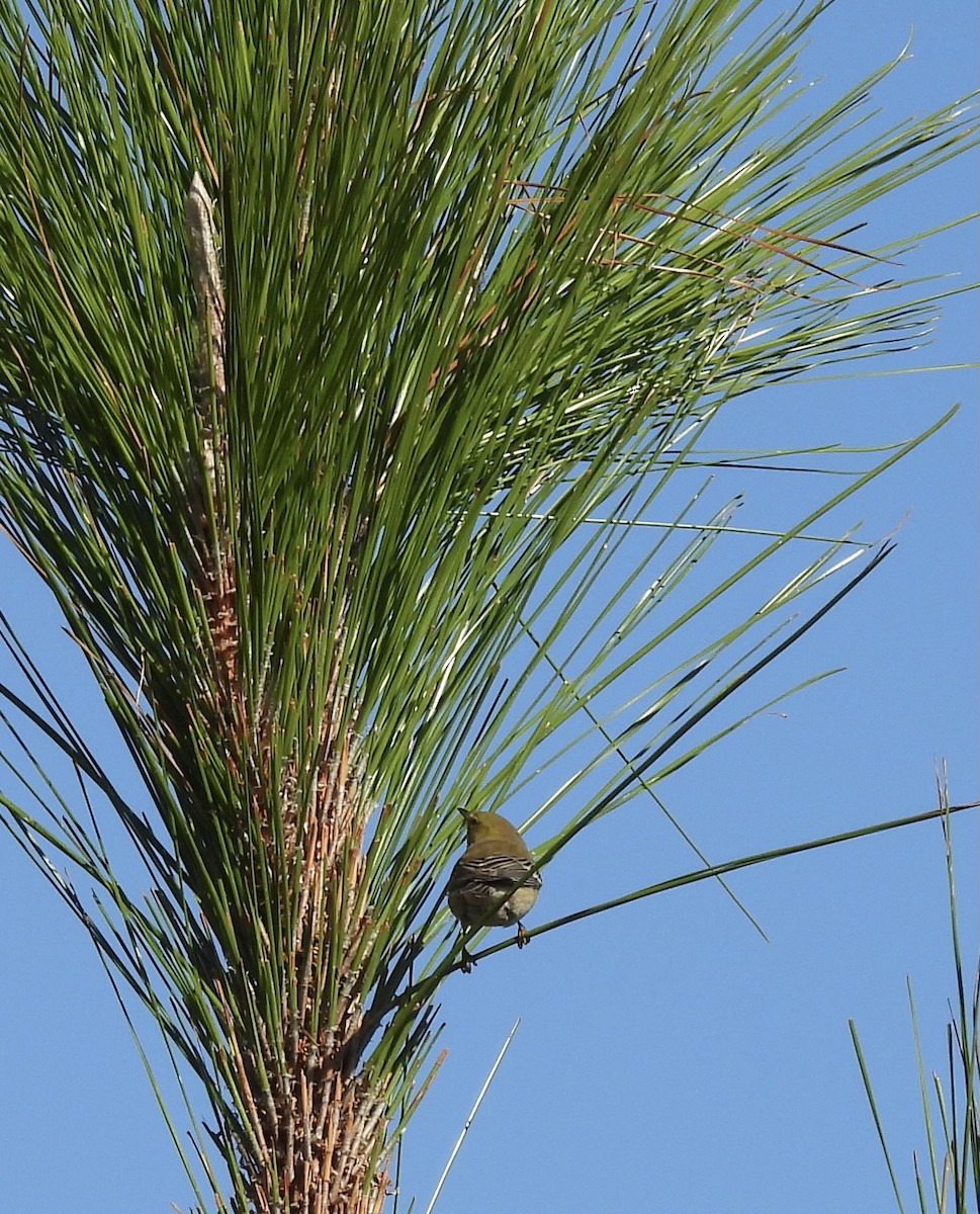 Kiefernwaldsänger - ML645237421