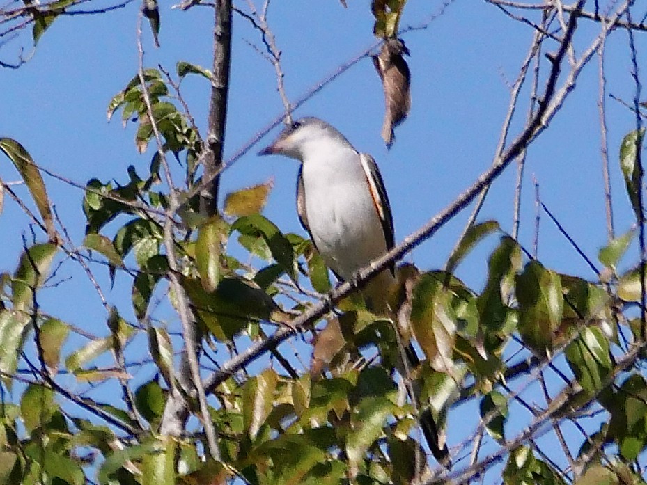 Scissor-tailed Flycatcher - ML645237428