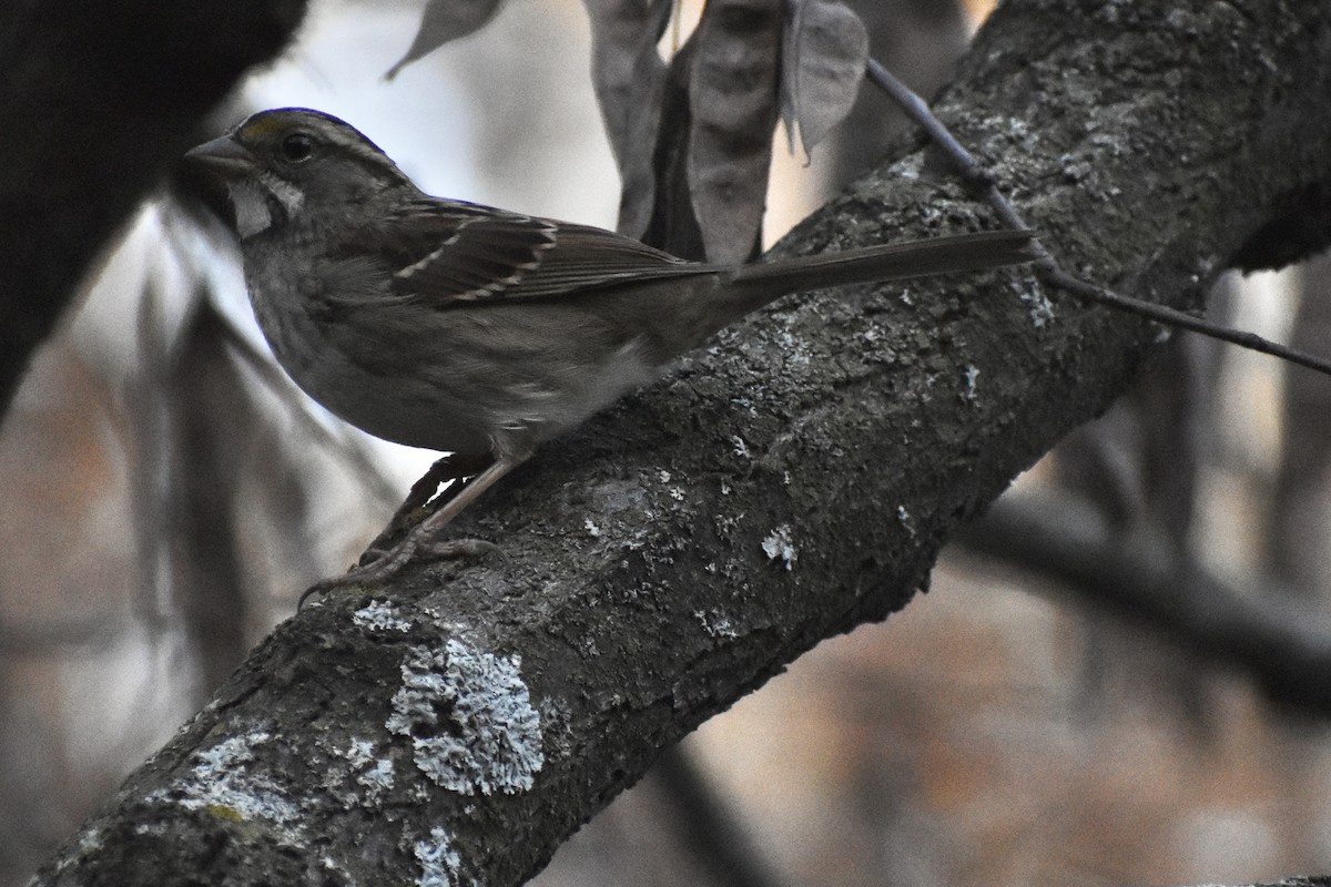 White-throated Sparrow - ML645237429