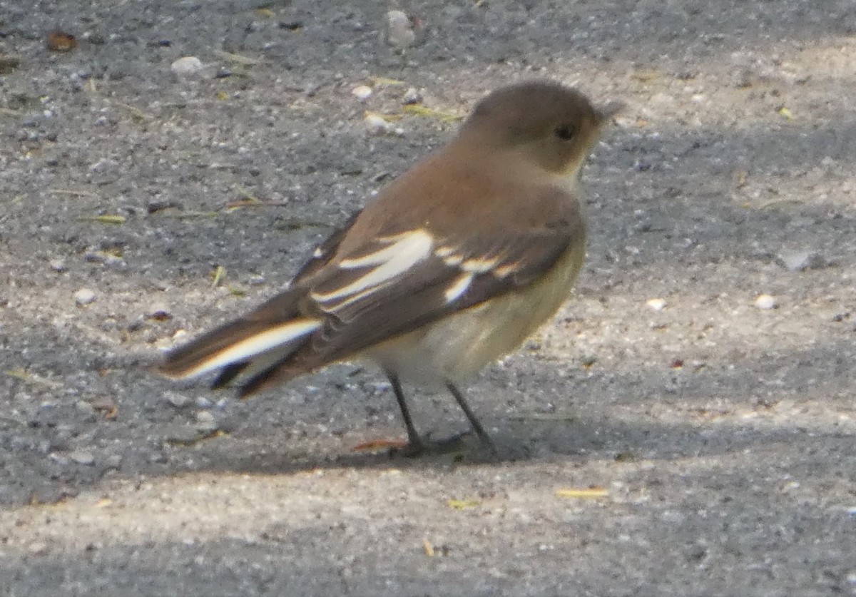 Euli-txori lepazuria - ML645237431