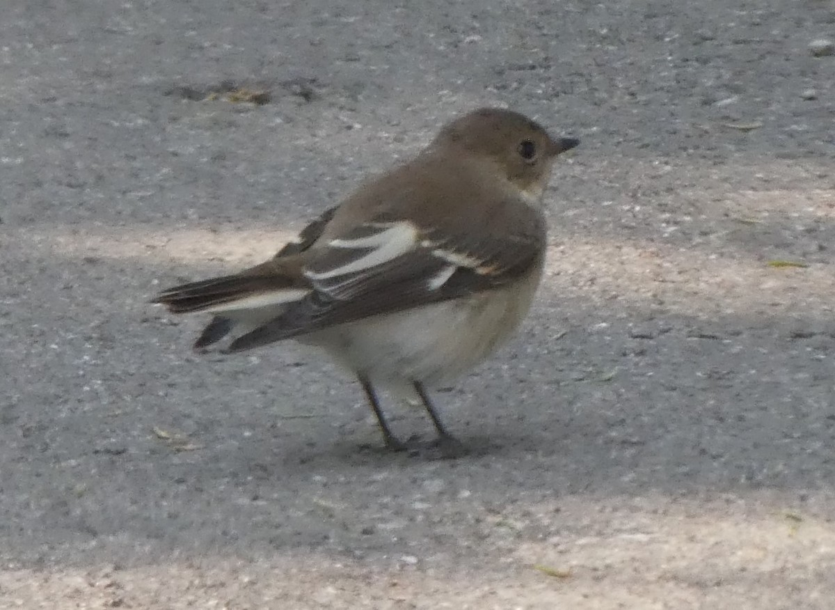 Euli-txori lepazuria - ML645237440