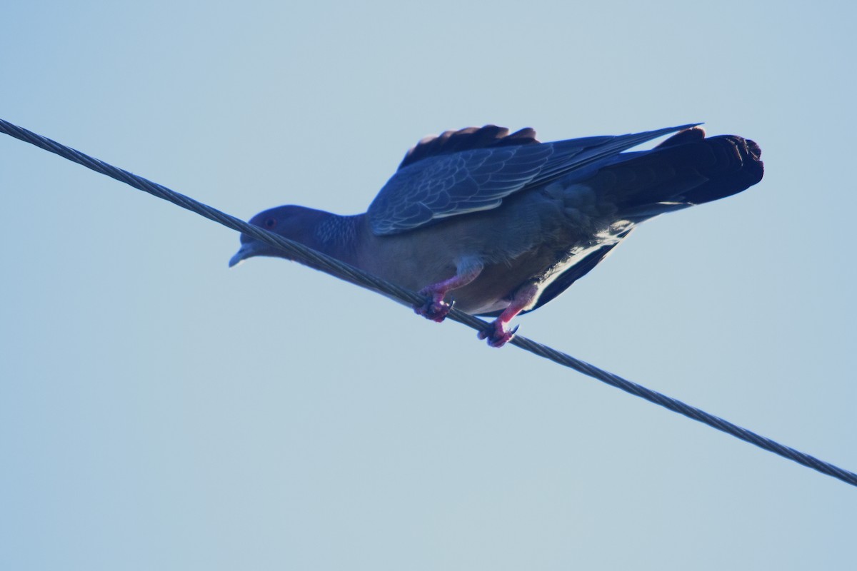 Paloma Picazuró - ML645237445