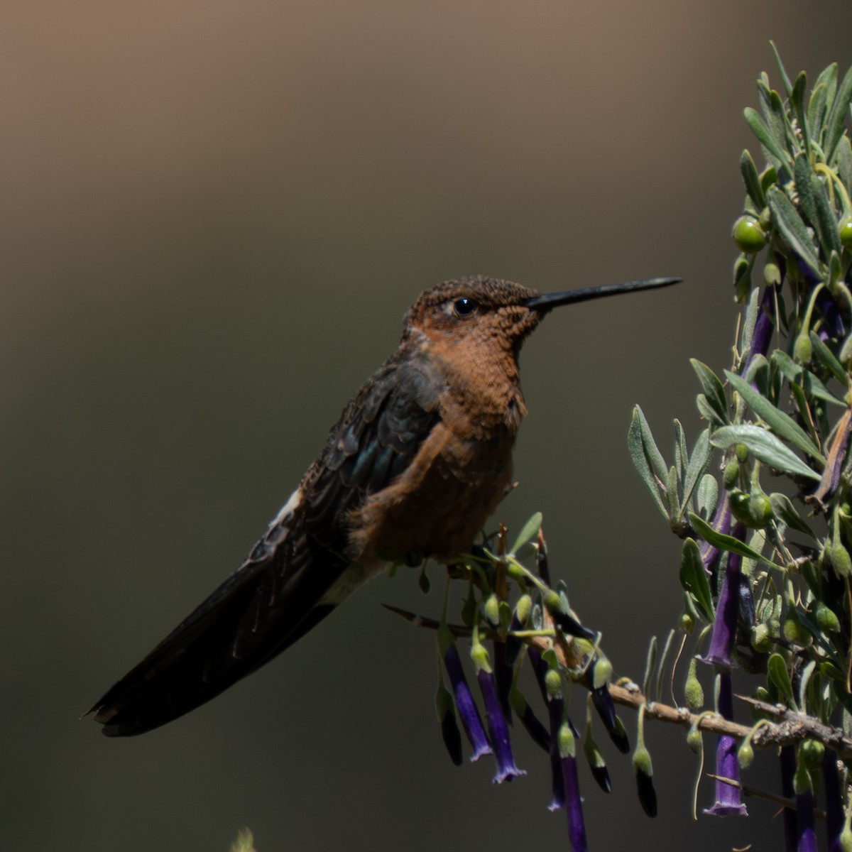 kjempekolibri - ML645237462